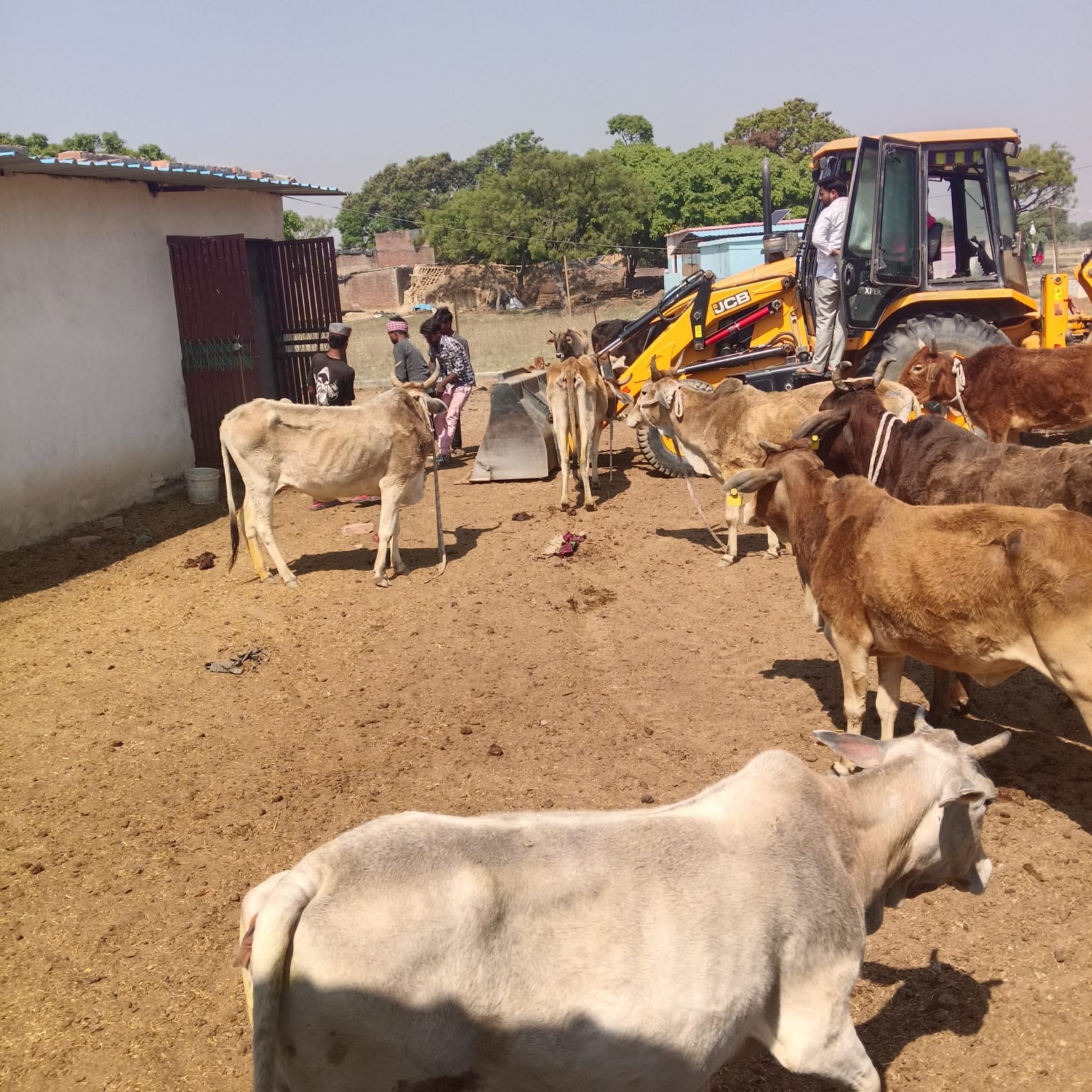 Cow care
