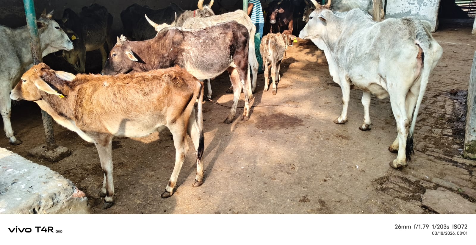Surgery for cows